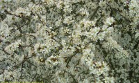 floração, aspecto parcial do abrunheiro-bravo – Prunus spinosa
