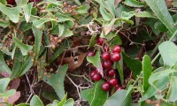 frutos, bagas imaturas, salsaparrilha - Smilax aspera