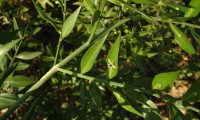 flor, caule com estrias e cladódios, gilbardeira - Ruscus aculeatus