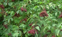sabugueiro, aspecto parcial corimbos, frutos – Sambucus nigra sabugueiro, aspecto parcial corimbos, frutos – Sambucus nigra