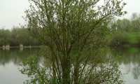 aspecto geral ao desabrochar, sabugueiro – Sambucus nigra aspecto geral ao desabrochar, sabugueiro – Sambucus nigra