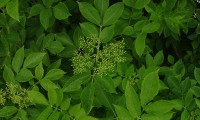 botões de sabugueiro – Sambucus nigra botões de sabugueiro – Sambucus nigra