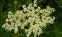 corimbo florido de sabugueiro – Sambucus nigra corimbo florido de sabugueiro – Sambucus nigra