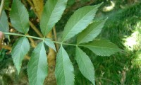 página superior, sabugueiro – Sambucus nigra folha, página superior, sabugueiro – Sambucus nigra