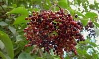 corimbo de frutos, bagas em maturação do sabugueiro – Sambucus nigra corimbo de frutos, bagas em maturação do sabugueiro – Sambucus nigra