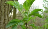 rebento do ano de sabugueiro – Sambucus nigra rebento do ano de sabugueiro – Sambucus nigra