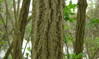 ritidoma de sabugueiro – Sambucus nigra ritidoma de sabugueiro – Sambucus nigra