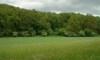 sabugueiros em flor, orla de floresta – Sambucus nigra sabugueiros em flor, orla de floresta – Sambucus nigra