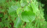 página superior do amieiro - Alnus glutinosa