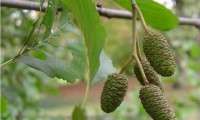 amentos femininos imaturos, frutos do amieiro - Alnus glutinosa