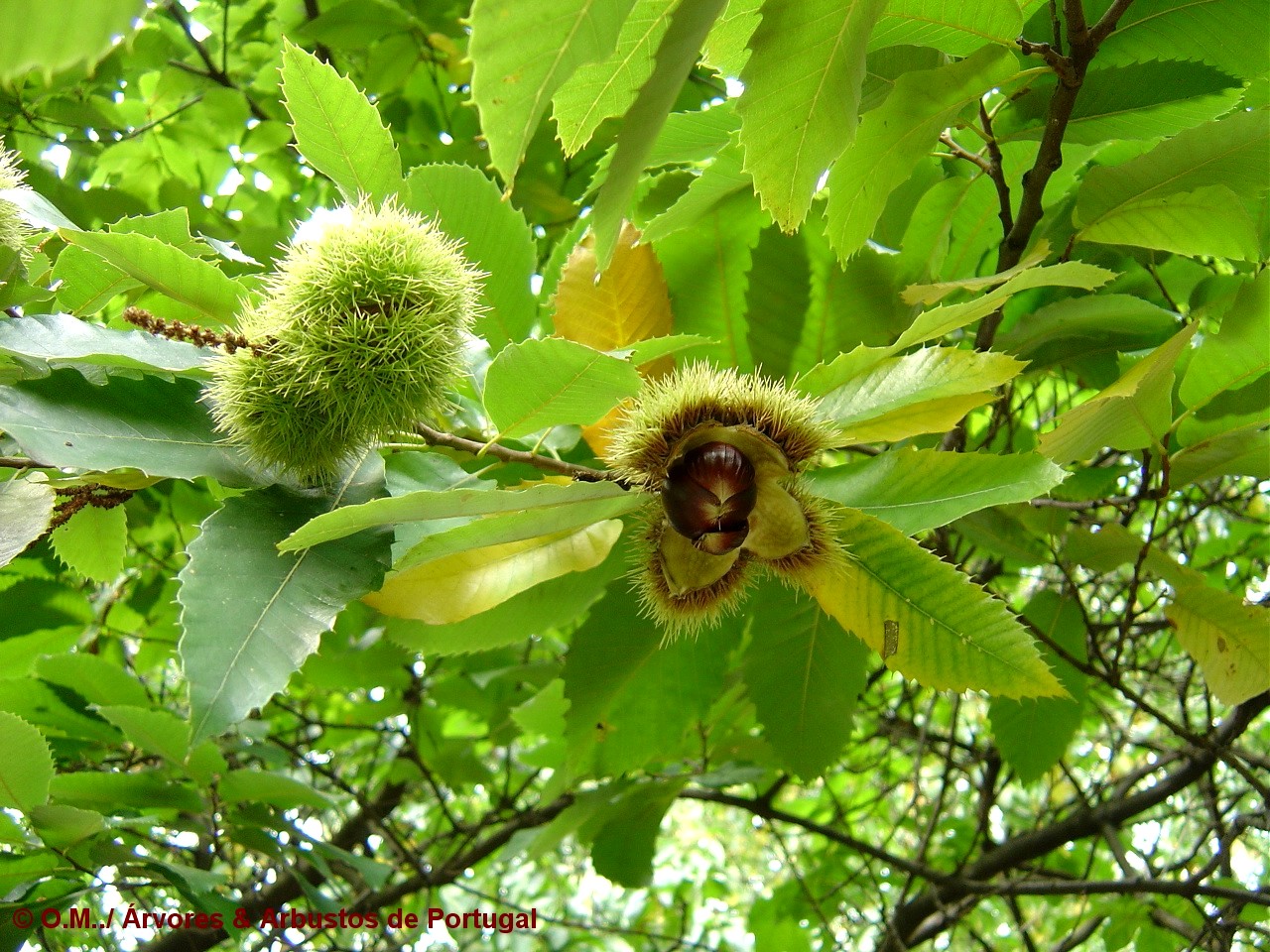 ouriço aberto do castanheiro - Castanea sativa