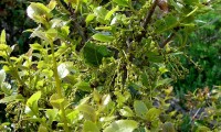 amentilhos do carrasco – Quercus coccifera amentilhos do carrasco – Quercus coccifera