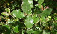 páginas superiores do carrasco – Quercus coccifera páginas superiores do carrasco – Quercus coccifera