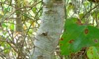 ritidoma jovem do carrasco – Quercus coccifera ritidoma jovem do carrasco – Quercus coccifera