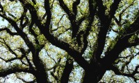 pernadas do cerquinho, carvalho-português - Quercus faginea subsp. broteroi pernadas do cerquinho, carvalho-português - Quercus faginea subsp. broteroi