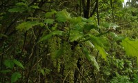amentilhos do cerquinho, carvalho-português - Quercus faginea subsp. broteroi amentilhos do cerquinho, carvalho-português - Quercus faginea subsp. broteroi