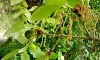 amentilhos (flores masculinas) do cerquinho, carvalho-português - Quercus faginea subsp. broteroi amentilhos (flores masculinas) do cerquinho, carvalho-português - Quercus faginea subsp. broteroi