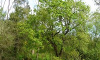 hábito do cerquinho, carvalho-português - Quercus faginea subsp. broteroi hábito do cerquinho, carvalho-português - Quercus faginea subsp. broteroi