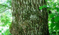 ritidoma adulto do cerquinho, carvalho-português - Quercus faginea subsp. broteroi ritidoma adulto do cerquinho, carvalho-português - Quercus faginea subsp. broteroi