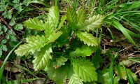 páginas superiores do cerquinho, carvalho-português - Quercus faginea subsp. broteroi páginas superiores do cerquinho, carvalho-português - Quercus faginea subsp. broteroi