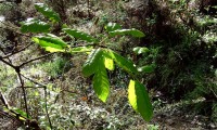 folhas primaveris do cerquinho, carvalho-português - Quercus faginea subsp. broteroi folhas primaveris do cerquinho, carvalho-português - Quercus faginea subsp. broteroi