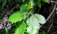páginas superiores e inferiores do cerquinho, carvalho-português - Quercus faginea subsp. broteroi páginas superiores e inferiores do cerquinho, carvalho-português - Quercus faginea subsp. broteroi