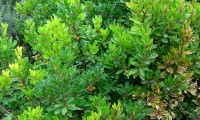 aspecto parcial da ramagem do medronheiro - Arbutus unedo ramagem, aspecto parcial do medronheiro - Arbutus unedo