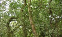 aspecto do tronco do medronheiro - Arbutus unedo aspecto do tronco de um medronheiro no seu meio natural - Arbutus unedo