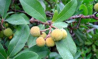 frutos imaturos do medronheiro - Arbutus unedo frutos imaturos do medronheiro - Arbutus unedo
