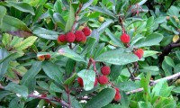 aspecto parcial dos frutos do medronheiro - Arbutus unedo aspecto parcial dos frutos do medronheiro - Arbutus unedo