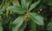 frutificação imatura do medronheiro - Arbutus unedo frutificação imatura do medronheiro - Arbutus unedo