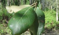 páginas superiores de sobreiro - Quercus suber