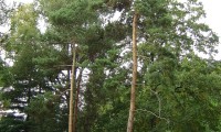 hábito de pinheiro-silvestre – Pinus sylvestris hábito de pinheiro-silvestre – Pinus sylvestris