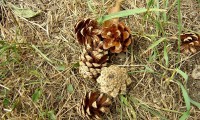 pinhas de pinheiro-silvestre – Pinus sylvestris pinhas de pinheiro-silvestre – Pinus sylvestris