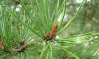 gomo de pinheiro-silvestre – Pinus sylvestris gomo de pinheiro-silvestre – Pinus sylvestris
