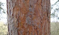 ritidoma alaranjado de pinheiro-silvestre – Pinus sylvestris ritidoma alaranjado de pinheiro-silvestre – Pinus sylvestris