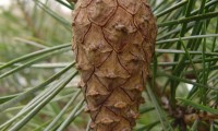 pinha em maturação de pinheiro-silvestre – Pinus sylvestris pinha em maturação de pinheiro-silvestre – Pinus sylvestris