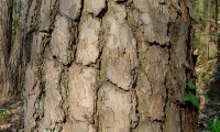fuste, ritidoma adulto de pinheiro-silvestre – Pinus sylvestris fuste, ritidoma adulto de pinheiro-silvestre – Pinus sylvestris