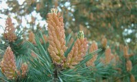 inflorescências masculinas de pinheiro-silvestre – Pinus sylvestris inflorescências masculinas de pinheiro-silvestre – Pinus sylvestris