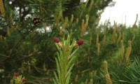 inflorescências femininas de pinheiro-silvestre – Pinus sylvestris inflorescências femininas de pinheiro-silvestre – Pinus sylvestris