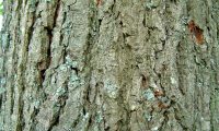 ritidoma adulto de amieiro - Alnus glutinosa