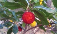 fruto maduro, verrugoso, do medronheiro - Arbutus unedo fruto maduro, verrugoso do medronheiro - Arbutus unedo