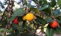 frutos de medronheiro - Arbutus unedo frutos de medronheiro, aspecto verrugoso - Arbutus unedo