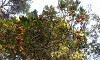 aspecto parcial da frutificação do medronheiro - Arbutus unedo aspecto parcial da frutificação do medronheiro - Arbutus unedo