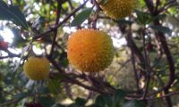 frutos imaturos de medronheiro - Arbutus unedo frutos imaturos de medronheiro - Arbutus unedo