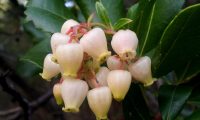 inflorescência de medronheiro - Arbutus unedo inflorescência de medronheiro - Arbutus unedo