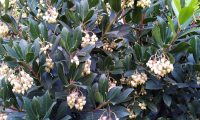 aspecto parcial da floração do medronheiro - Arbutus unedo aspecto parcial da floração do medronheiro - Arbutus unedo