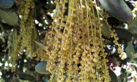 amentilhos de azinheira, azinho - Quercus rotundifolia