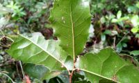 páginas inferiores de carrasco-arbóreo - Quercus rivasmartinezii páginas inferiores de carrasco-arbóreo - Quercus rivasmartinezii