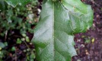 páginas superiores de carrasco-arbóreo - Quercus rivasmartinezii páginas superiores de carrasco-arbóreo - Quercus rivasmartinezii